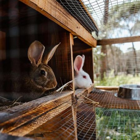 Casa Rural En El Campo Las Dalias Tordera Eksteriør billede
