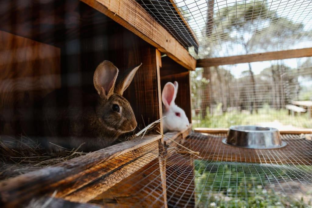 Casa Rural En El Campo Las Dalias Tordera Eksteriør billede
